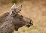 Elch-Alces_alces-Jungtier-Portrait.jpg