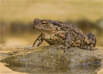 Erdkroete-01_10_2017-Bufo_bufo.jpg