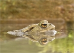Erdkroete-Bufo_bufo-Komplex-im_Wasser-24_03_2017.jpg