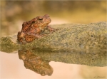 Erdkroete-Bufo_bufo-mit_roetlicher_Faerbung.jpg