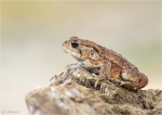 Erdkroete-Jungtier-Bufo_bufo-Komplex-18_08_2016.jpg