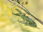 Europaeische_Gottesanbeterin-Mantis_religiosa-Paarung-28_08_2017.jpg