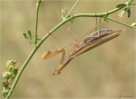 Europaeische_Gottesanbeterin-Mantis_religiosa-tragendes_Weibchen-Sept__2019.jpg