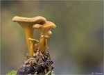Falscher_Pfifferling-Hygrophoropsis_aurantiaca.jpg