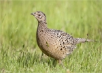 Fasan-common_pheasant-weiblich.jpg