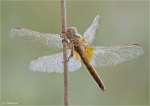 Feuerlibelle-Crocothemis_erythraea_01.jpg