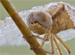 Feuerlibelle-Portrait-Crocothemis_erythraea_2014.jpg