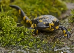 Feuersalamander-fire_salamander-auf_dem_Weg_zum_Wasser.jpg