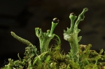 Finger-Becherflechte_2C_Cladonia_digitata.jpg