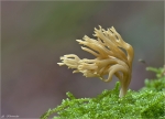 Flattrige_Koralle-Ramaria_flaccida.jpg