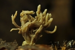Flattrige_Koralle-Ramaria_flaccida~0.jpg