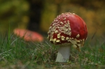 Fliegenpilze-Amanita_muscaria-26_10_2016.jpg