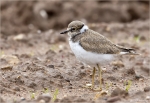 Flussregenpfeifer-Jungvogel.jpg