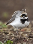 Flussregenpfeifer-little_ringed_plover-01_05_2015.jpg