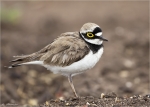 Flussregenpfeifer-little_ringed_plover-01_April_2015.jpg