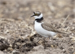Flussregenpfeifer-little_ringed_plover-30_04_2015.jpg
