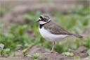 Flussregenpfeifer-little_ringed_plover.jpg