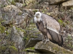 Gaensegeier-Gyps_fulvus-02_11_2016.jpg