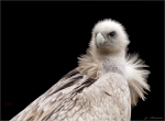 Gaensegeier-Gyps_fulvus-Portrait.jpg