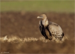 Gaensegeier-Gyps_fulvus.jpg