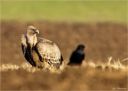 Gaensegeier-griffon_vulture-Offstein_2014.jpg