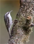 Gartenbaumlaeufer-Certhia_brachydactyla-24_10_2015.jpg