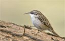 Gartenbaumlaeufer-short-toed_treecreeper.jpg