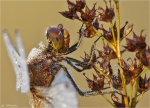 Gefleckte_Heidelibelle-Sympetrum_flaveolum-Portrait.jpg