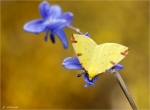 Gelbspanner-Opisthograptis_luteolata.jpg