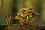 Gelbstieliger_Nitrat-Helmling-Mycena_renati.jpg