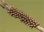 Gelege_vom_kleinen_Nachtpfauenauge-April_2020.jpg