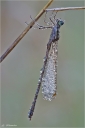 Gemeine_Weidenjungfer-Lestes_viridis.jpg
