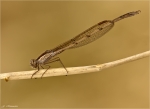 Gemeine_Winterlibelle-15_03_2014.jpg