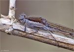 Gemeine_Winterlibelle-Detail.jpg