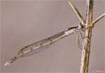 Gemeine_Winterlibelle-Sympecma_fusca-Maerz_2015.jpg