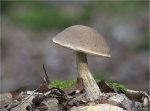 Gemeiner_Birkenpilz-Leccinum_scabrum-03_10_2014.jpg