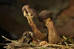 Gemeiner_Hallimasch-Armillaria_polymyces-im_Endstadium.jpg
