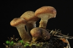 Gemeiner_Hallimasch-Armillaria_polymyces~0.jpg