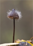 Gemeiner_Helmlings-Schimmel-Spinellus_fusiger-2012.jpg