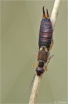 Gemeiner_Ohrwurm-Forficula_auricularia.jpg