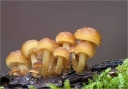 Gemeiner_Samtfussruebling-Flammulina_velutipes.jpg