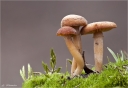 Gemeiner_Trompetenschnitzling-Tubaria_furfuracea.jpg