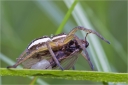 Gerandete_Jagdspinne-Dolomedes_fimbriatus.jpg