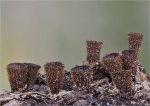 Gestreifter_Teuerling-Cyathus_striatus-23_09_2014.jpg