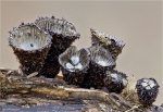 Gestreifter_Teuerling-Cyathus_striatus.jpg