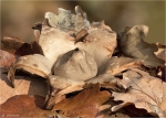Gewimperter_Erdstern-Geastrum_fimbriatum.jpg