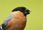 Gimpel-eurasian_bullfinch-maennlich-Portrait.jpg