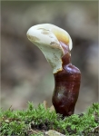 Glaenzender_Lackporling-Ganoderma_lucidum.jpg