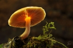 Goldbrauner_Dachpilz-Pluteus_chrysophaeus.jpg