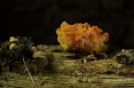 Goldgelber_Zitterling-Tremella_mesenterica-07_12_2016.jpg